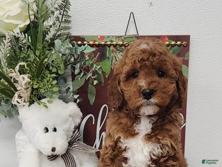 Mini Goldendoodle dogs Felicity - Ad 15
