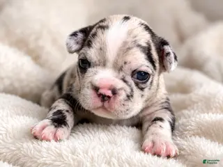 Mixed Breed dogs Maggie - Ad 7