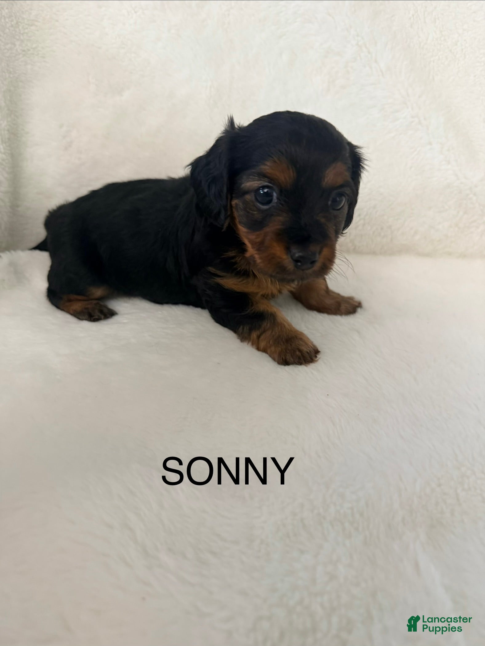 Dorkie dogs Sonny - Ad 1