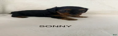 Sonny