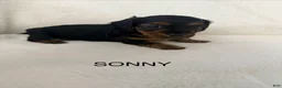 Dorkie dogs for sale: Sonny - Ad 1
