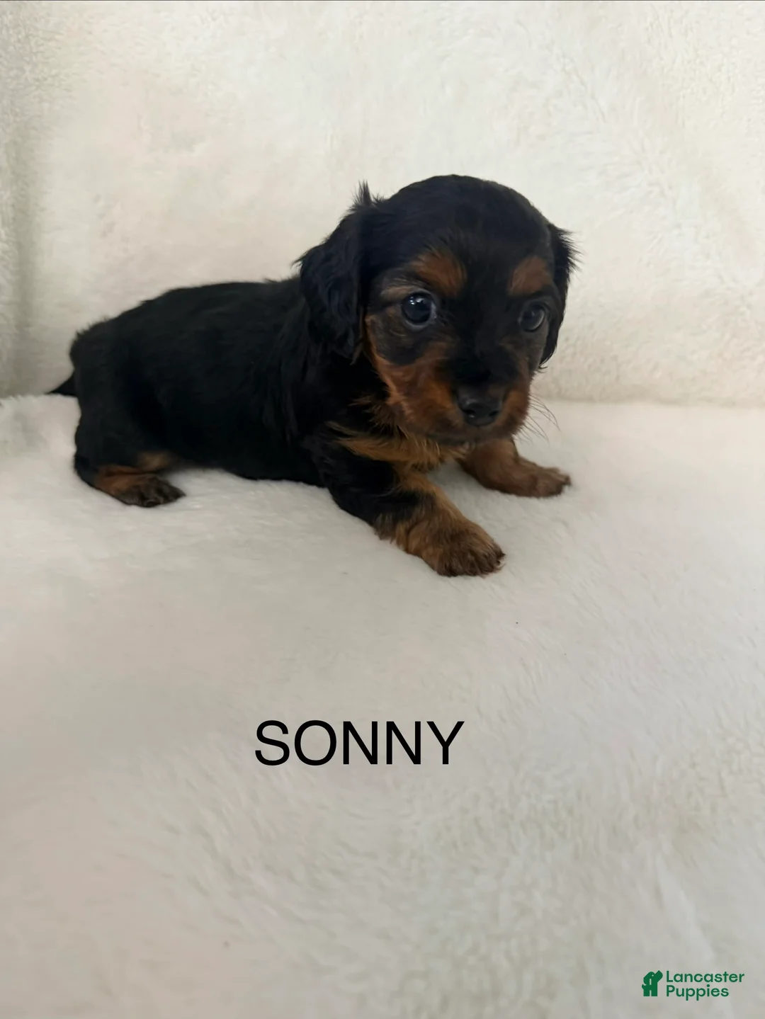 Dorkie dogs for sale: Sonny - Ad 1