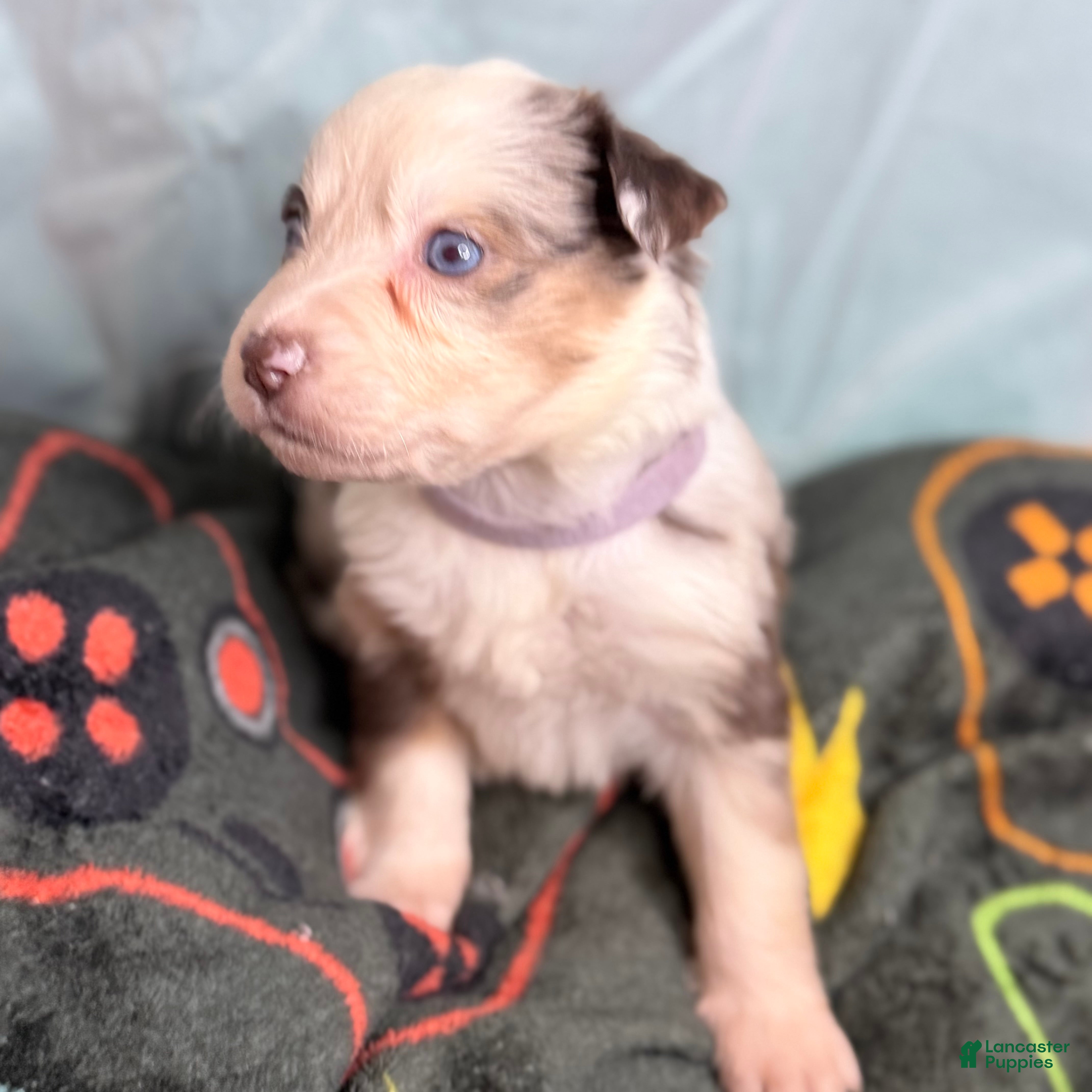 Mixed Breed dogs Moon - Ad 35