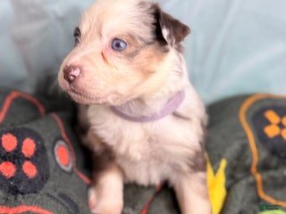 Mixed Breed dogs Moon - Ad 19