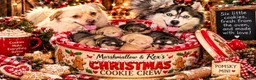 Pomsky dogs for sale: Pomsky 5 - Ad 4