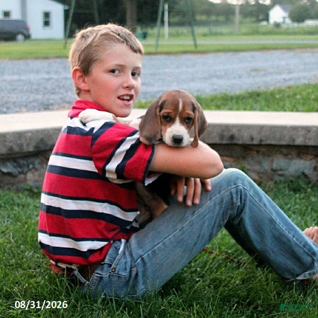 Beagle dogs for sale: Muffin - Ad 3