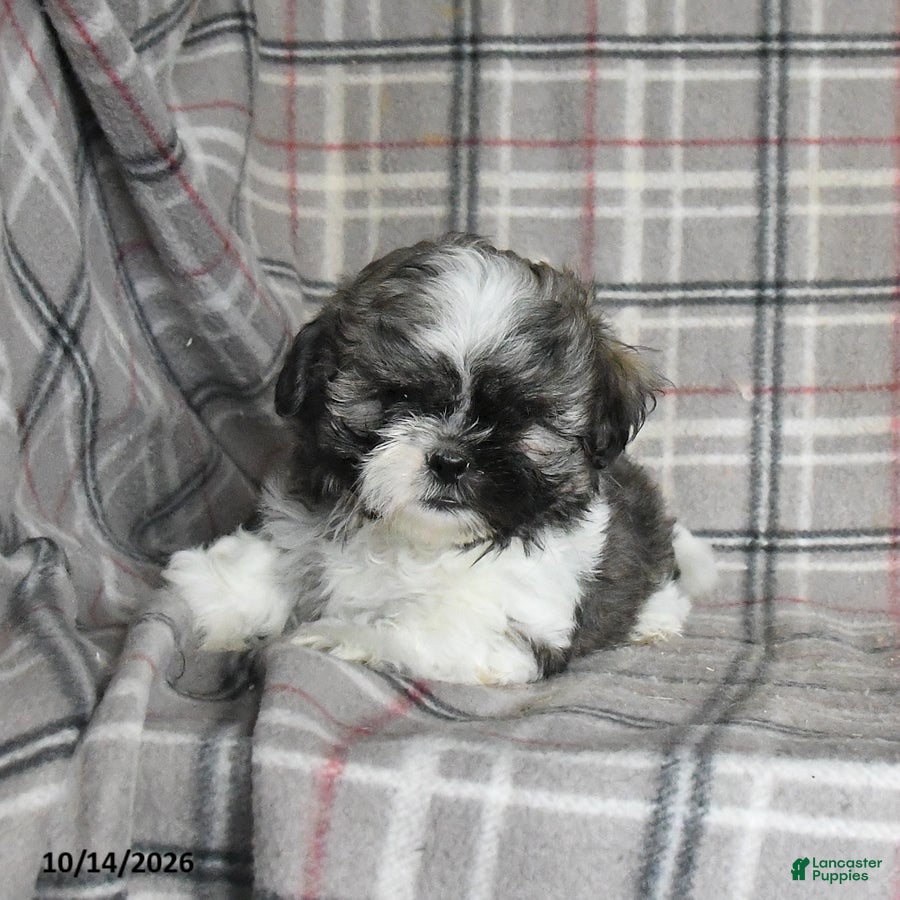 Shih Tzu dogs Fudge - Ad 2