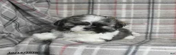 Shih Tzu dogs for sale: Fudge - Ad 2