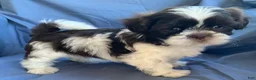 Shih Tzu dogs for sale: Milo - Ad 8