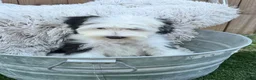 Mini Bernedoodle dogs for sale: Norris - Ad 4