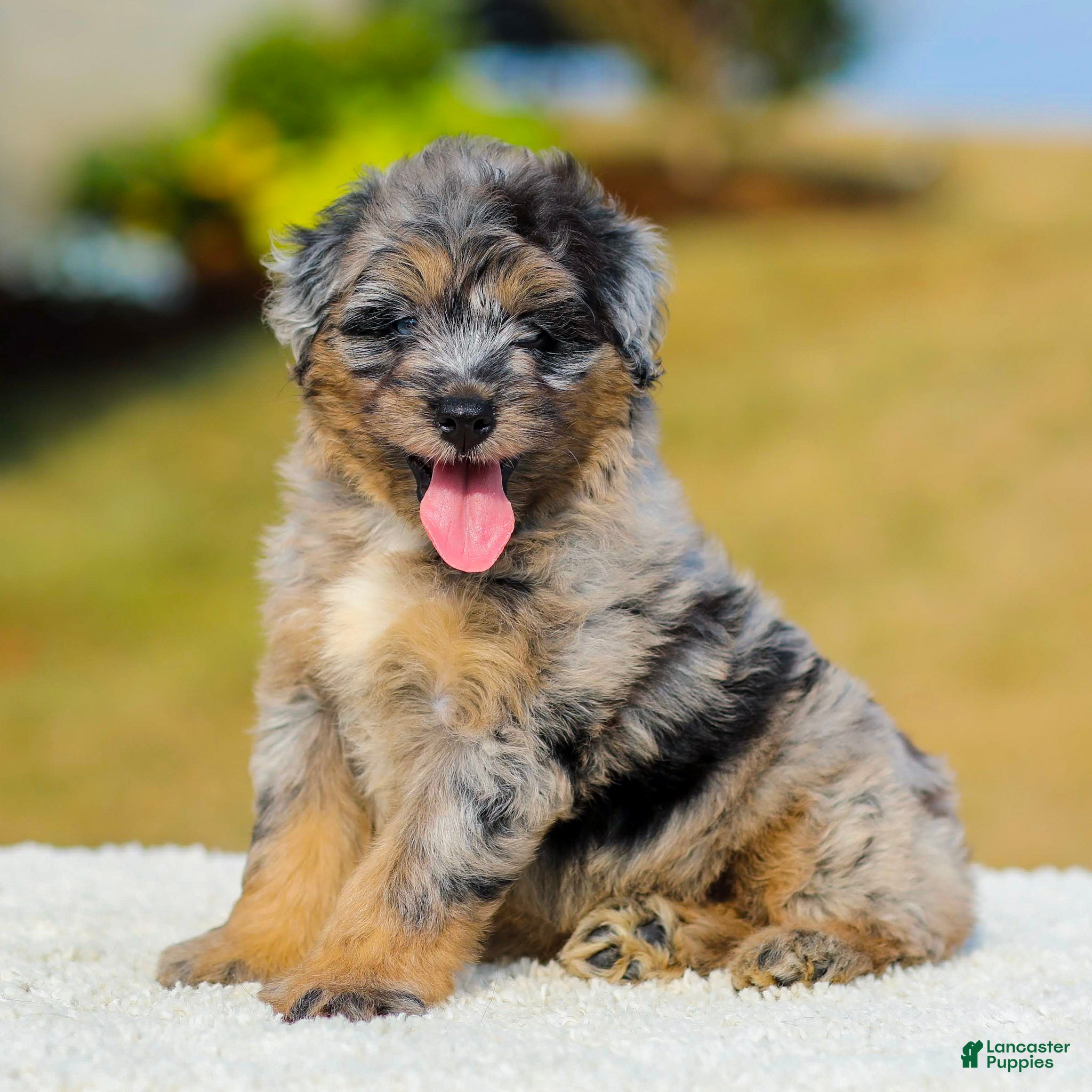 Mini Aussiedoodle dogs Fido - Ad 1