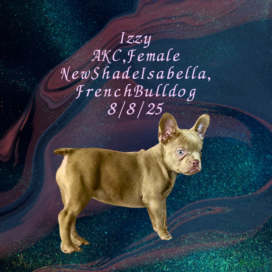 French Bulldog dogs for sale:  “Izzy the Queen: Hazel-Eyed Beauty with Boss Energy & Breeding Potential” - Ad 16