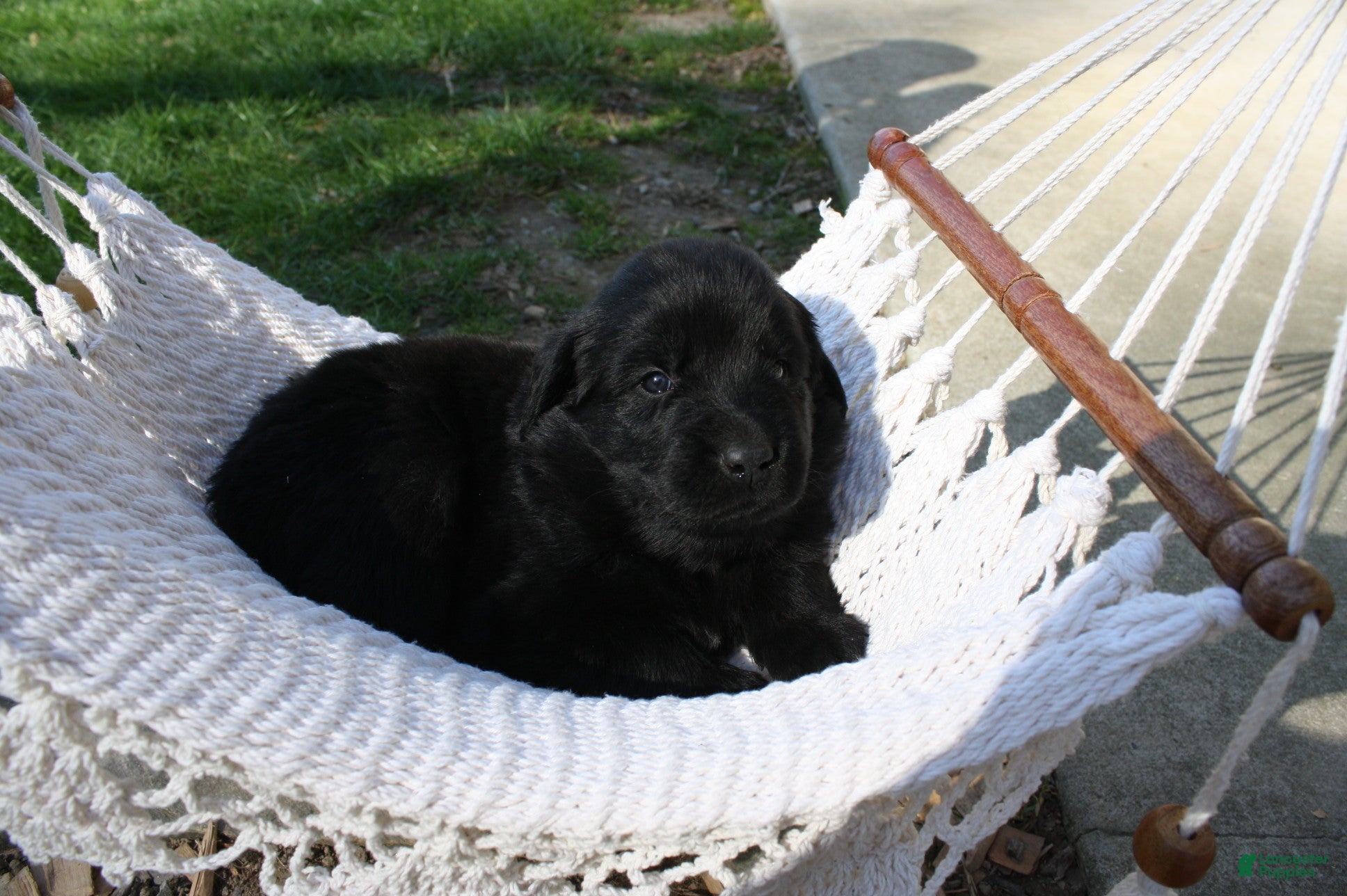 Newfoundland dogs Raven  - Ad 2