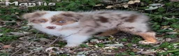 Australian Shepherd dogs for sale: Mantis - Ad 2