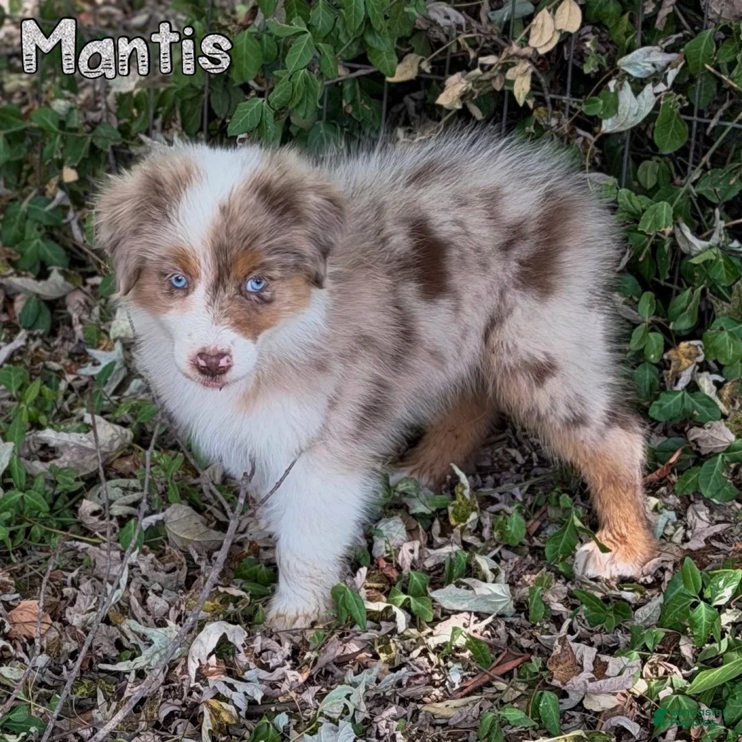 Australian Shepherd dogs for sale: Mantis - Ad 2