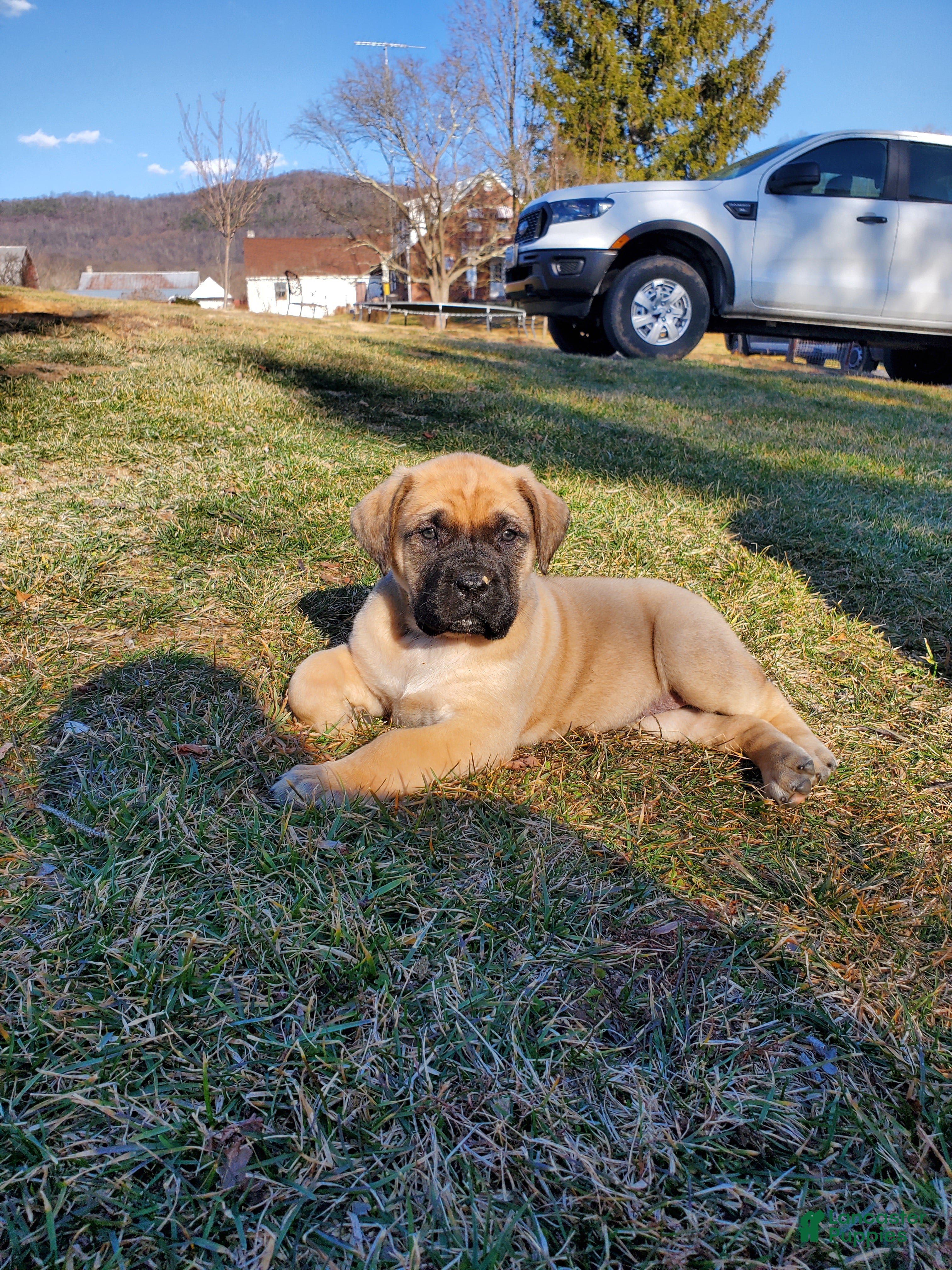 English Mastiff dogs Becky - Ad 1