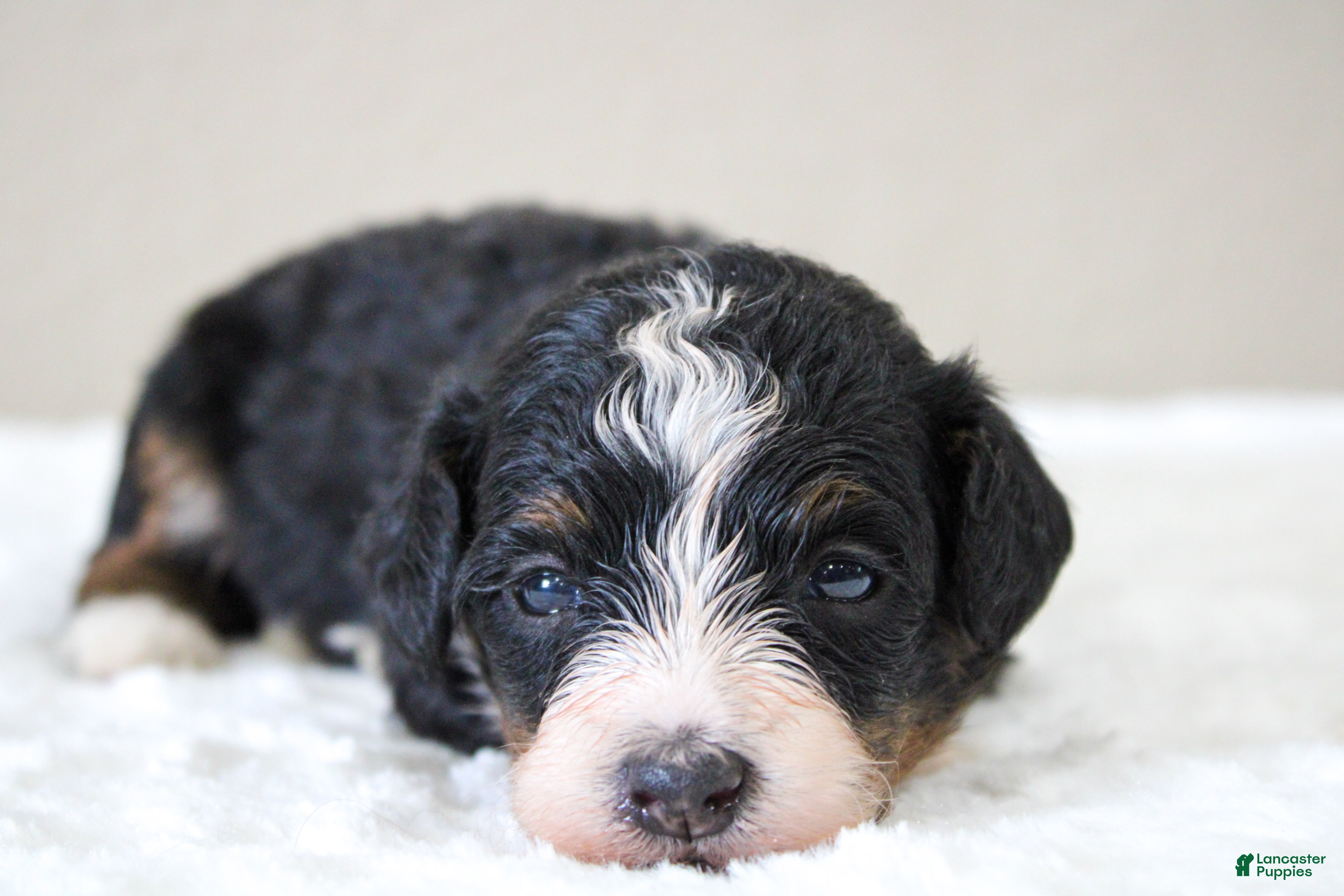 Mini Bernedoodle dogs Sawyer  - Ad 2