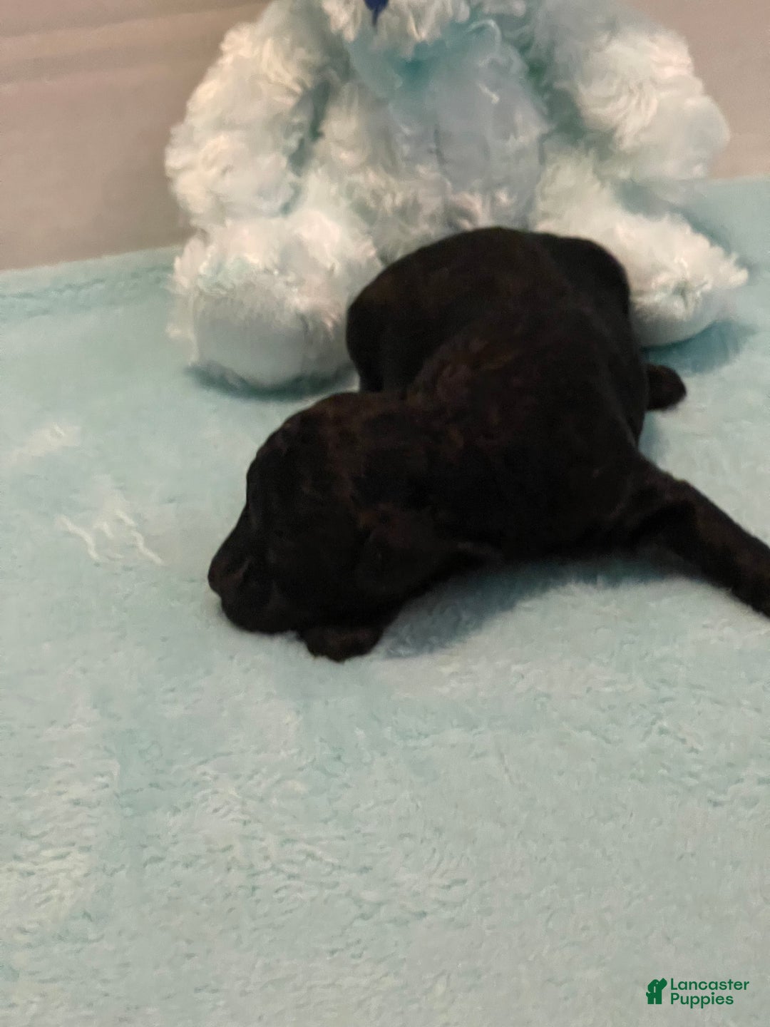 Toy Poodle dogs for sale: Toy Poodle Puppy 2 - Ad 2