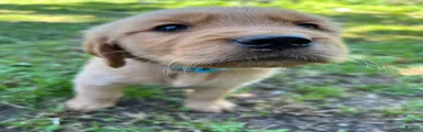 Golden Retriever 1