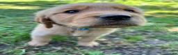 Golden Retriever dogs for sale: Golden Retriever 1 - Ad 1