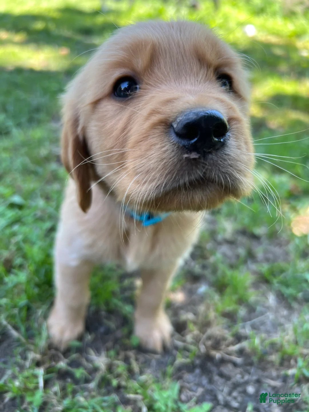 Golden Retriever dogs for sale: Golden Retriever 1 - Ad 1