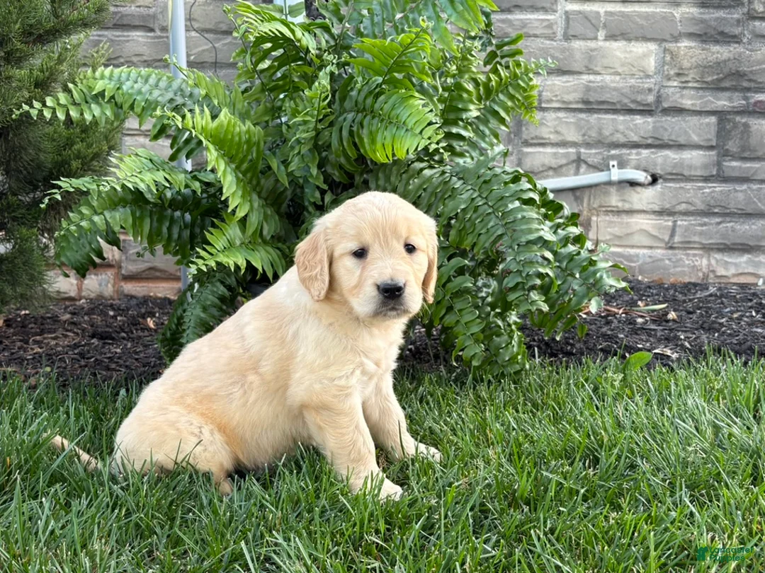 Golden Retriever dogs for sale: Luna - Ad 2