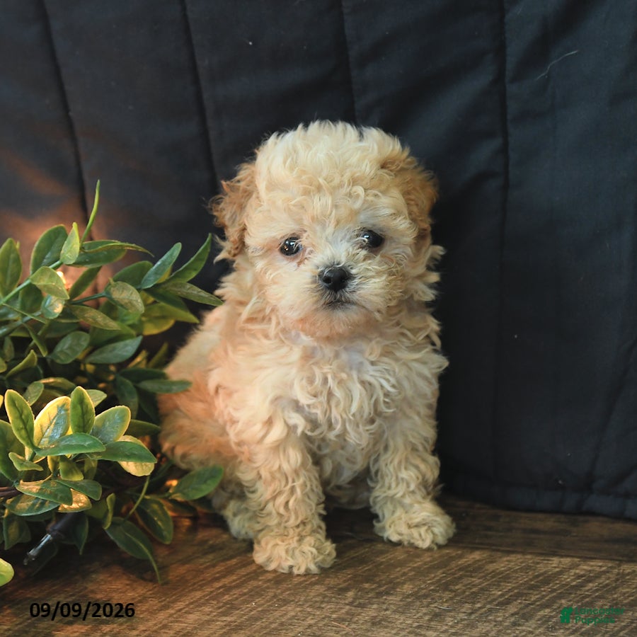 Mixed Breed dogs Tommy - Ad 1