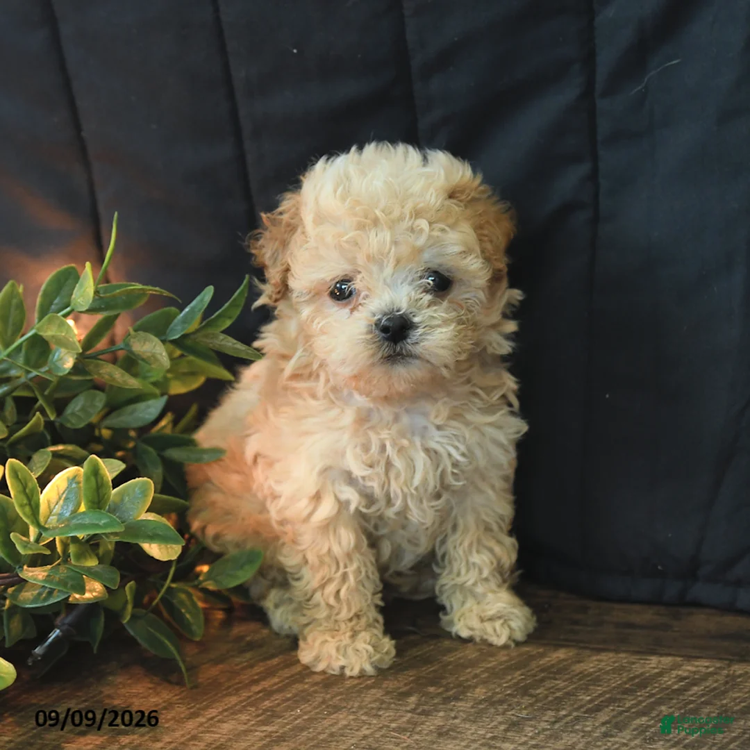 Mixed Breed dogs for sale: Tommy - Ad 1