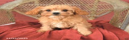 Cavapoo dogs for sale: Daisy - Ad 3