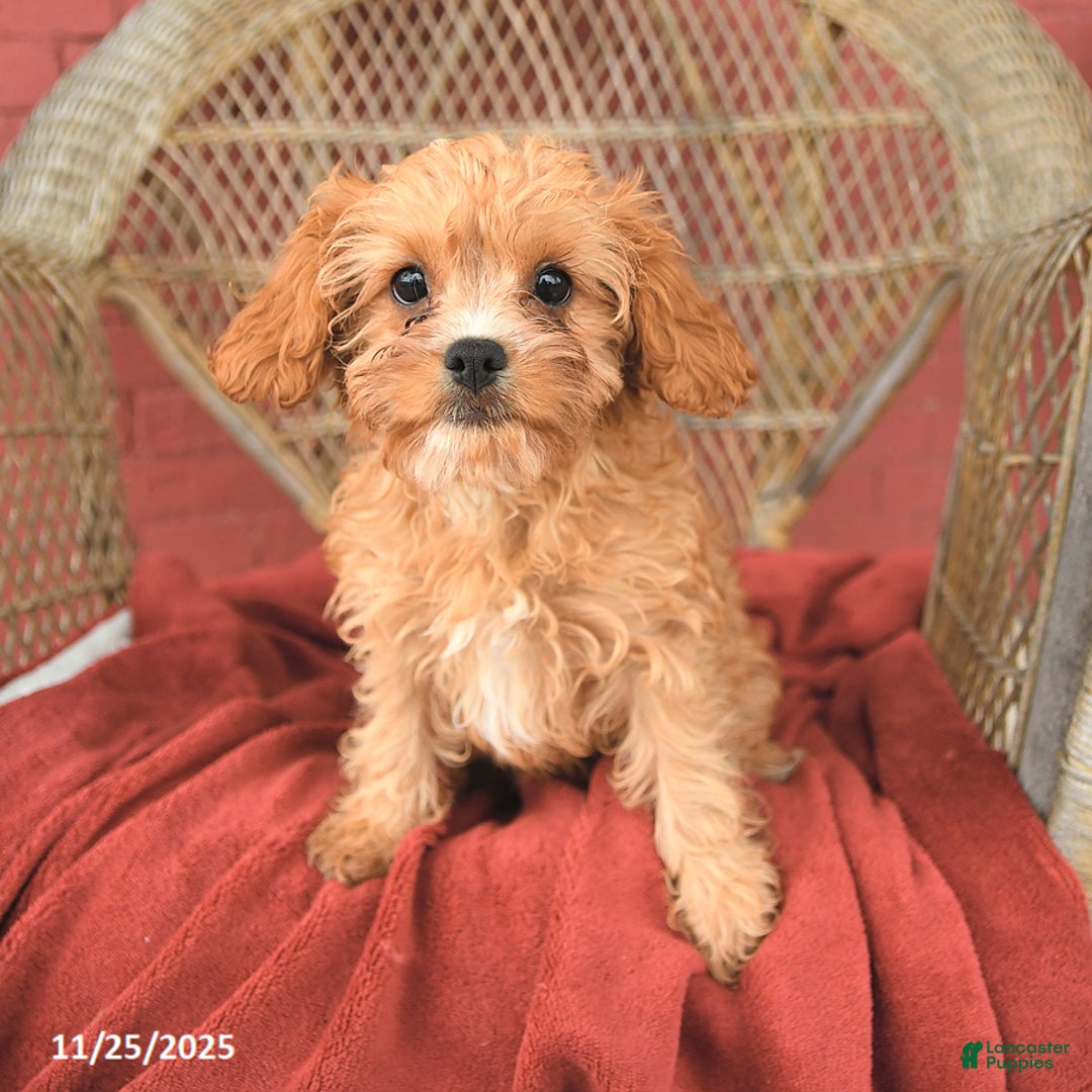 Cavapoo dogs for sale: Daisy - Ad 3