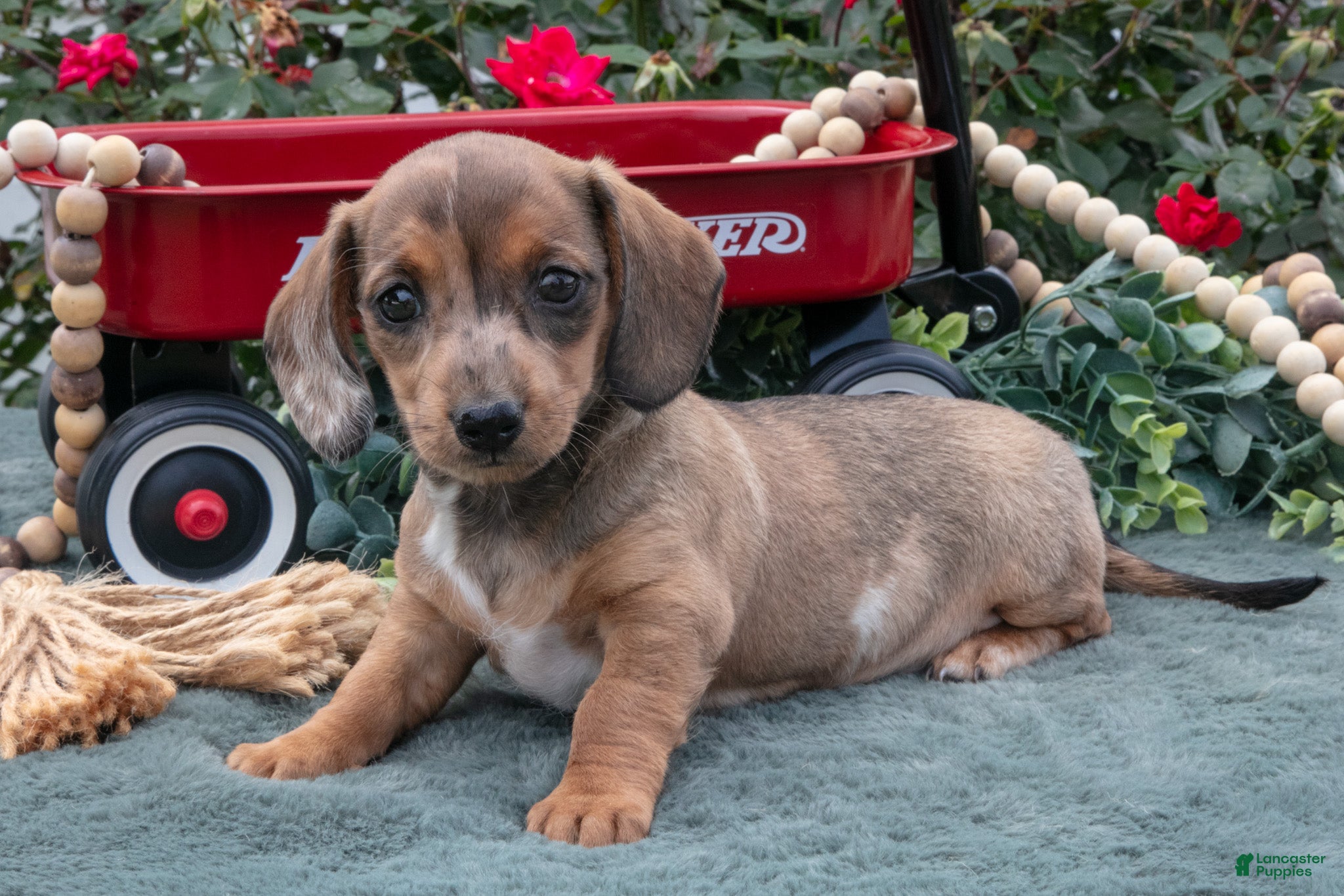 Miniature Dachshund dogs Lacey - Ad 1
