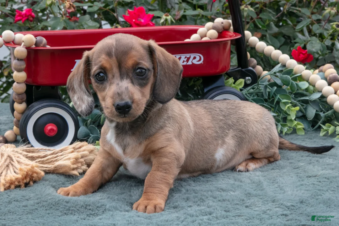 Miniature Dachshund dogs for sale: Lacey - Ad 1