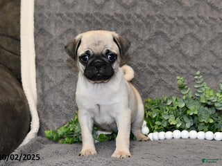 Pug dogs - Ad 22