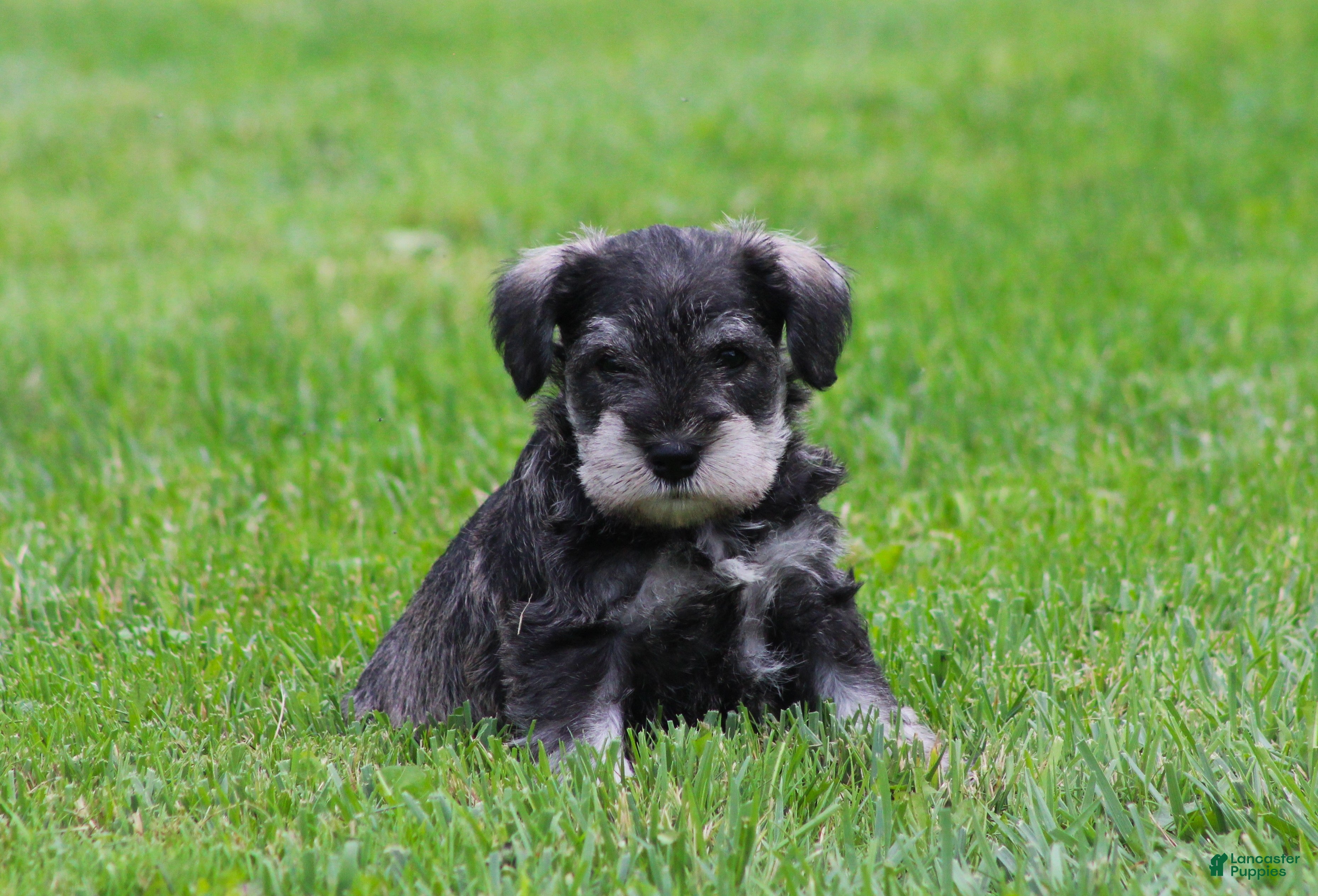 Miniature Schnauzer dogs Stetson  - Ad 2