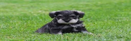 Miniature Schnauzer dogs for sale: Stetson  - Ad 2