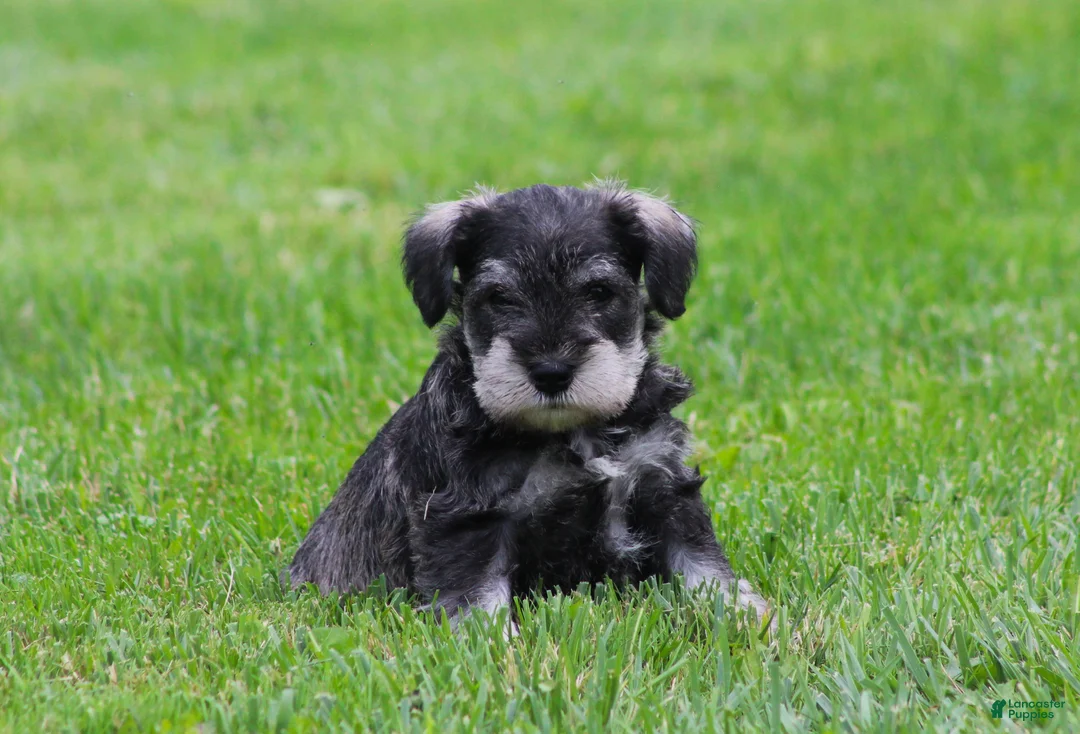Miniature Schnauzer dogs for sale: Stetson  - Ad 2