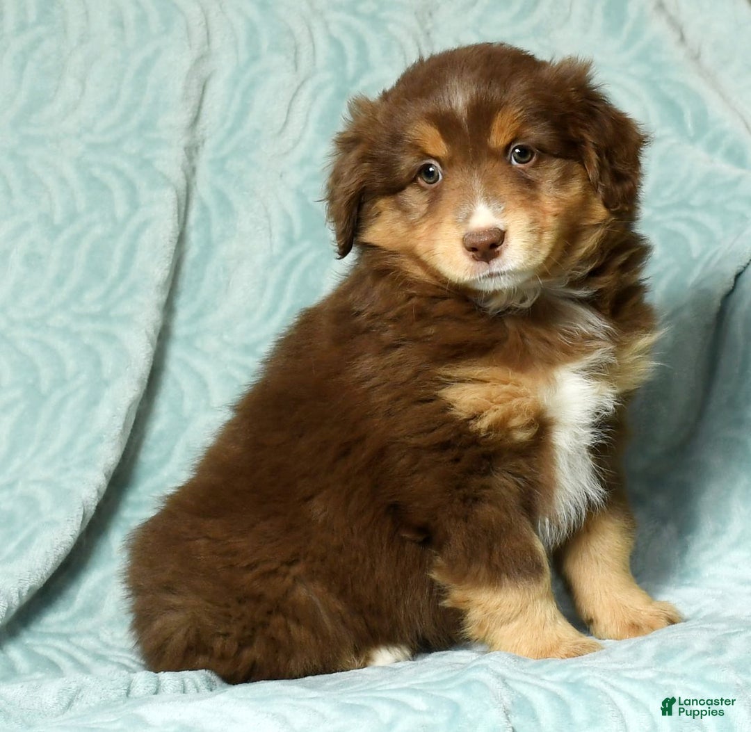 Australian Shepherd dogs for sale: Connie - Ad 1