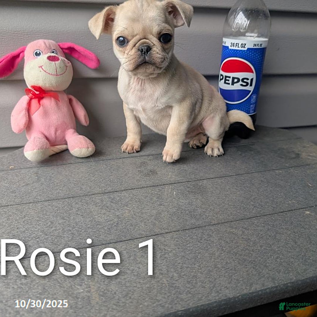 Pug dogs for sale: Rosie - Ad 8
