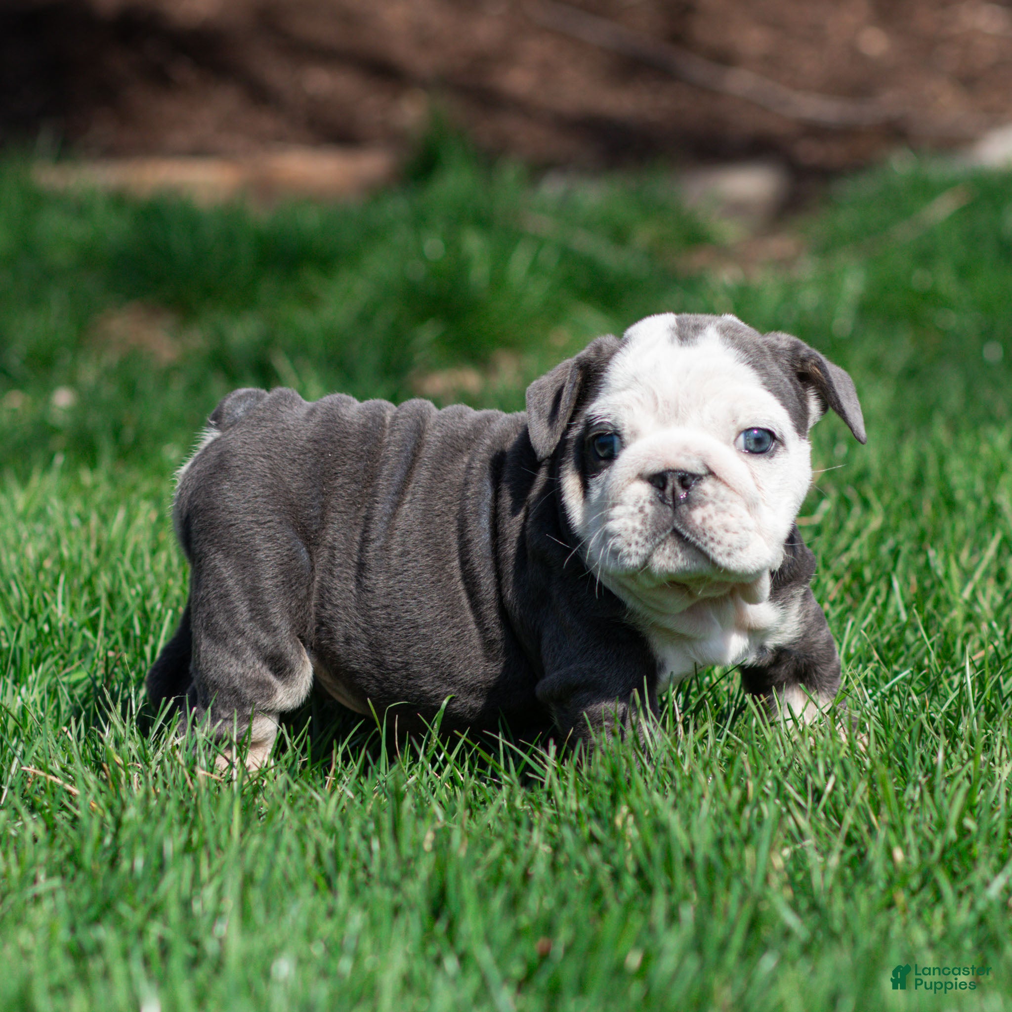English Bulldog dogs Blue Harbor English Bulldog Puppy  - Ad 2