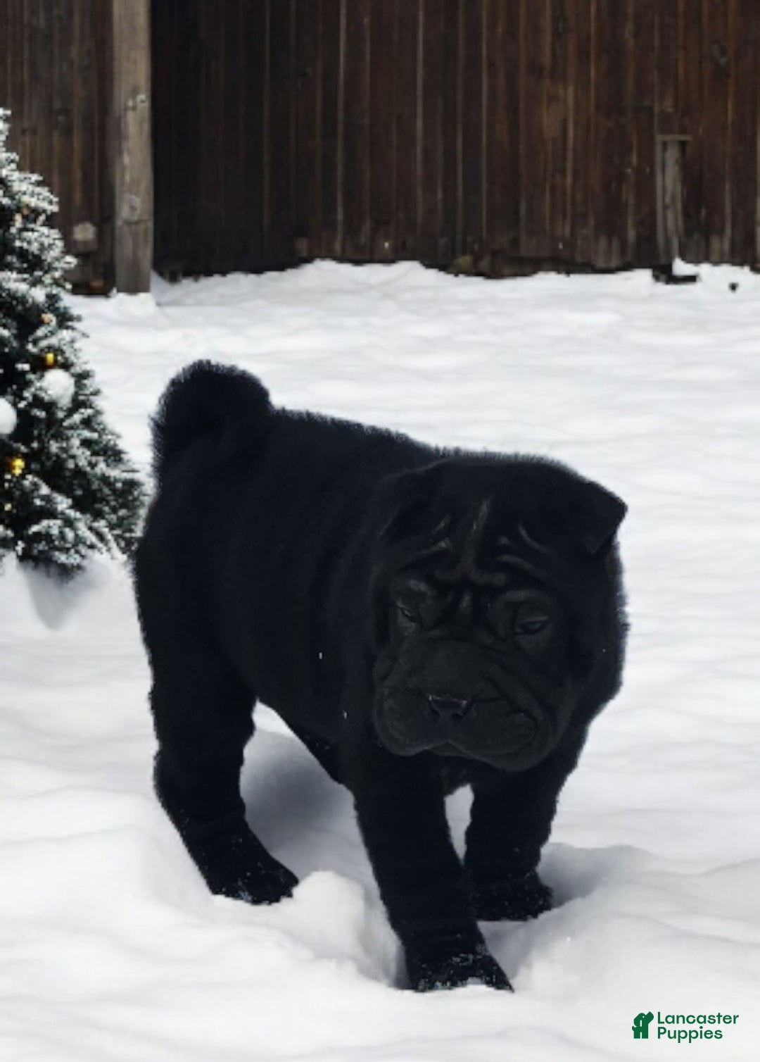 Shar Pei dogs for sale: Ebony mini  - Ad 4