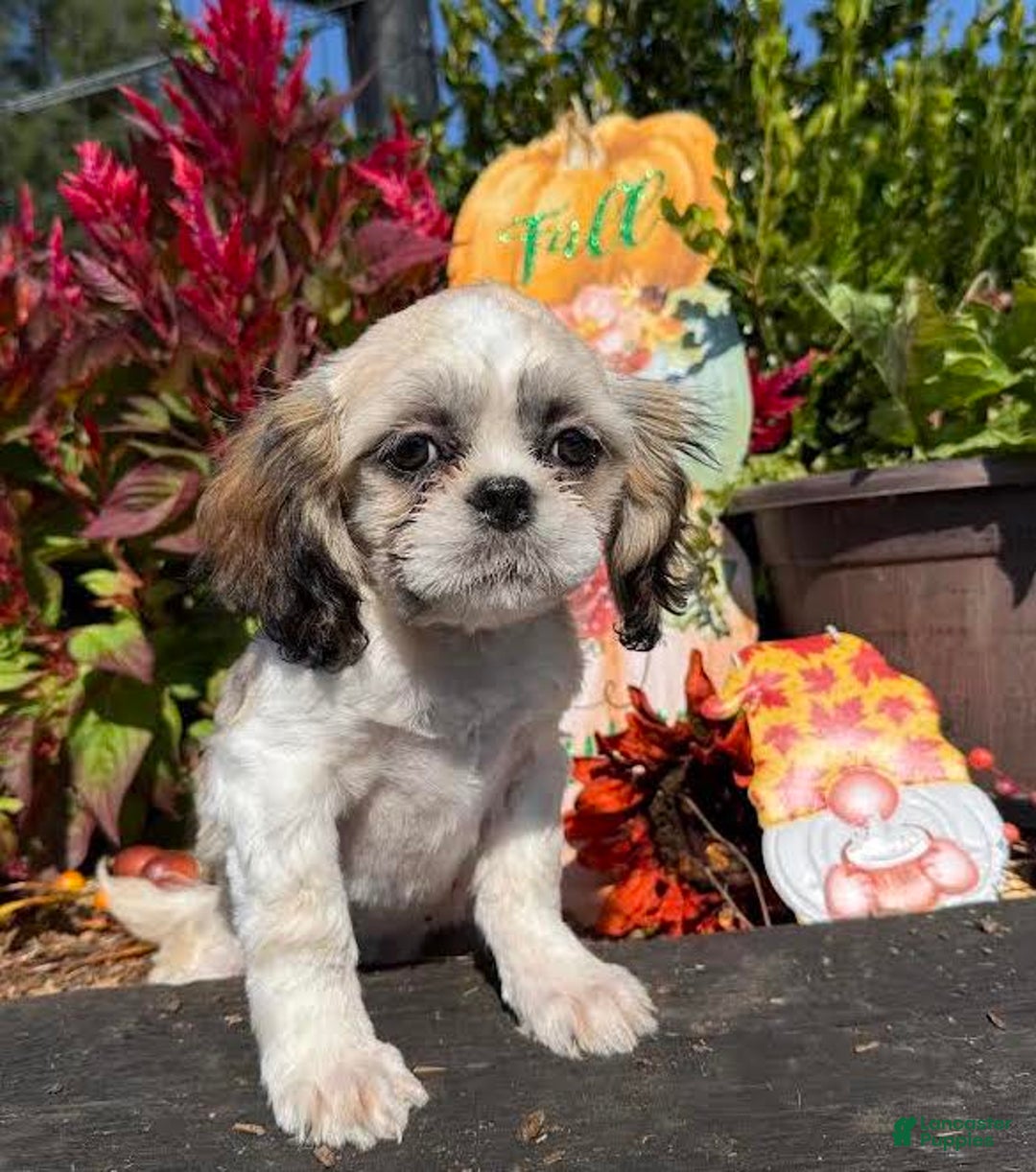 Shih Tzu dogs for sale: Ralph - Ad 4