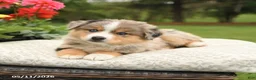 Miniature Australian Shepherd dogs for sale: Shiloh - Ad 4