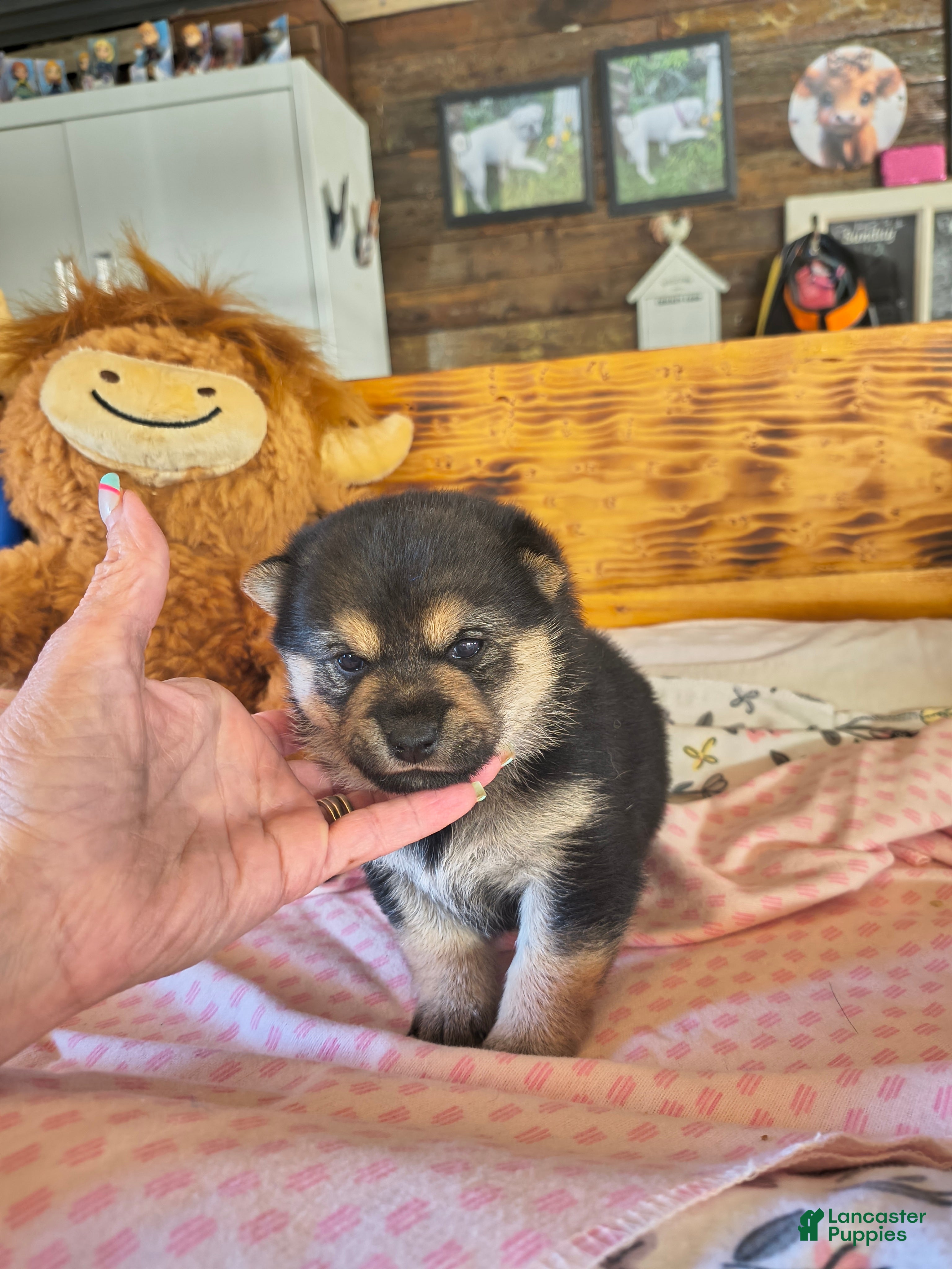 Shiba Inu dogs Shiba Inu Puppy 3 - Ad 2