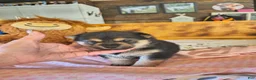 Shiba Inu dogs for sale: Shiba Inu Puppy 3 - Ad 2