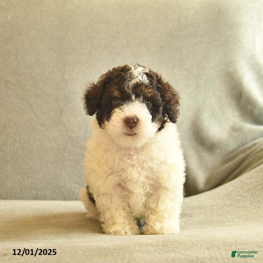 Miniature Poodle dogs Wonka  - Ad 41
