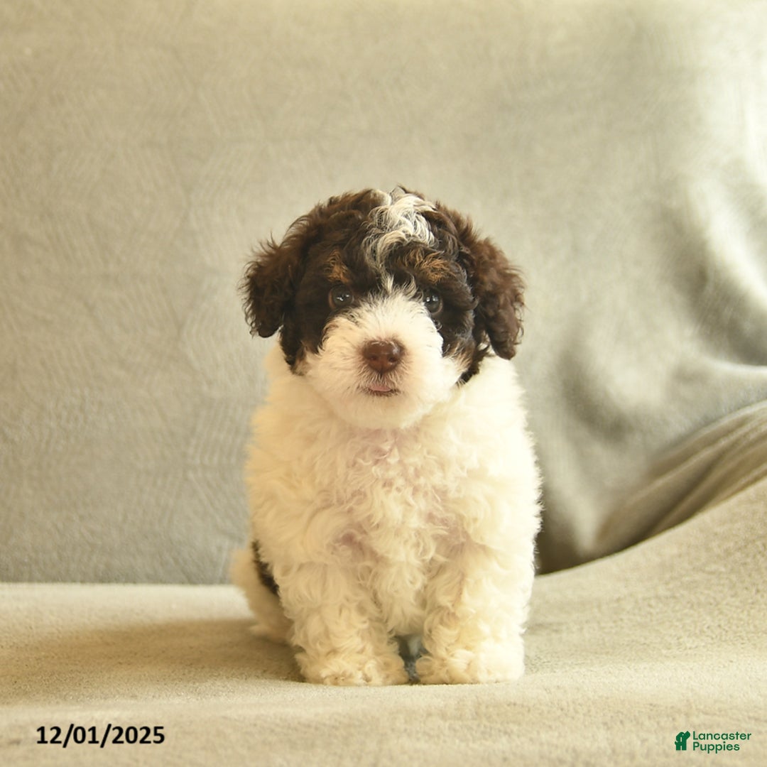 Miniature Poodle dogs for sale: Wonka  - Ad 1