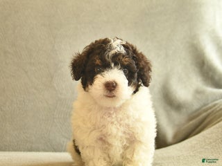 Miniature Poodle dogs Wonka - Ad 28