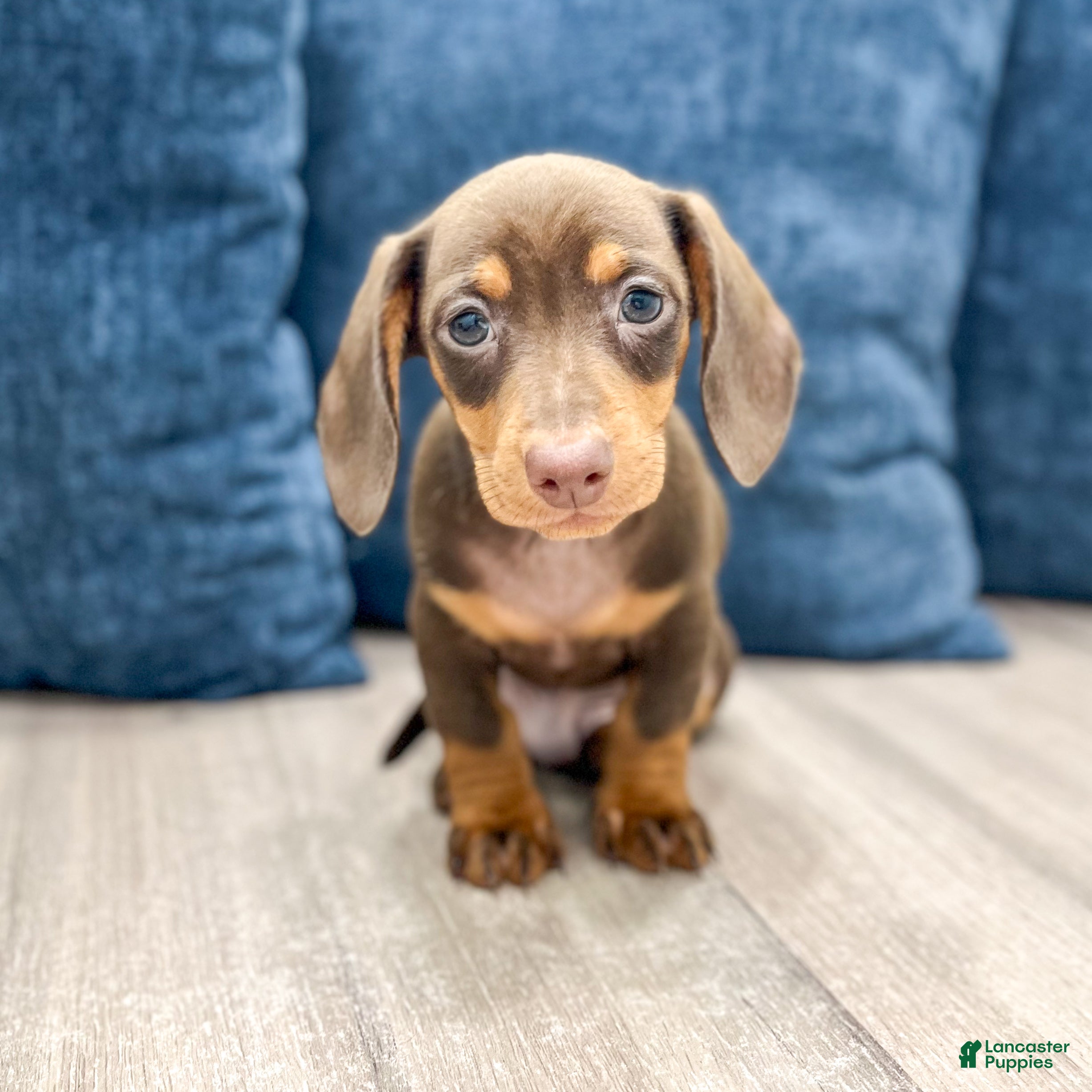 Asher (Dachshund, Male) in Millersburg, OH