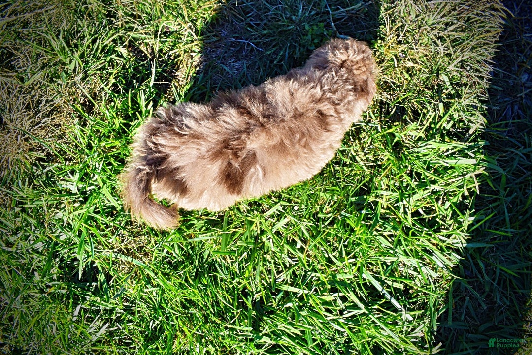 Havapoo dogs for sale: Indigo - Ad 9