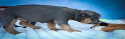Frenchton dogs for sale: Peaches 🍑 — A Charming F2 Frenchton Puppy! - Ad 11